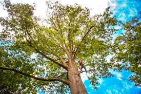 Reliable Chisholm, ME  Tree Services Solutions