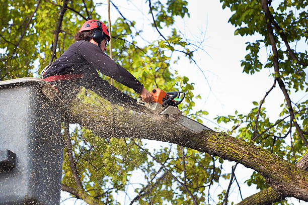 Why Choose Our Tree Removal Services in Chisholm, ME?